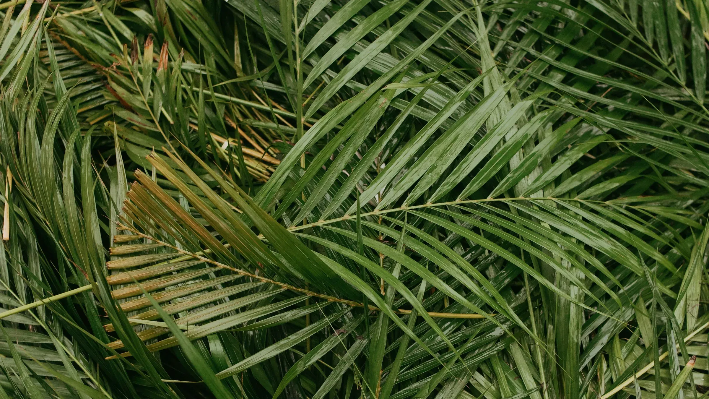A dense pile of cut palm fronds, green fading to yellow at the cut ends.