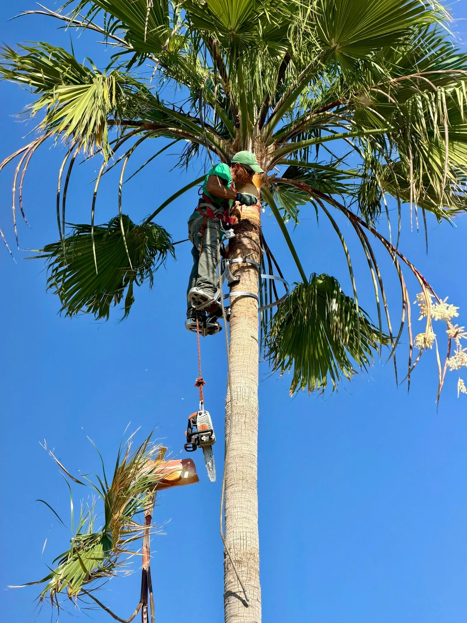 A tree worker roped to a palm trunk cutting fronds, with a chainsaw hanging on a rope below him.